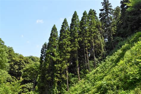 杉樹種類|日本全国の杉（スギ）一覧と検索